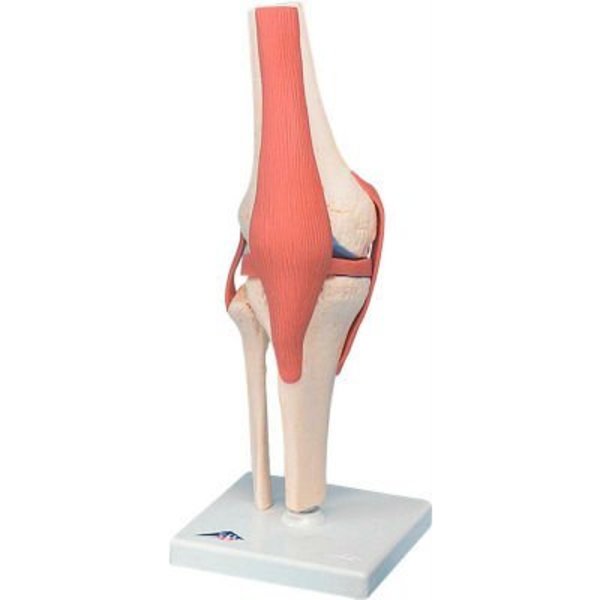 Fabrication Enterprises 3B® Anatomical Model - Functional Knee Joint, Deluxe 955445